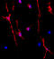Oligodendrocyte Transcription Factor 1 antibody, A06108-1, Boster Biological Technology, Western Blot image 