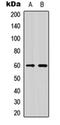 NFIL3 antibody, orb256718, Biorbyt, Western Blot image 