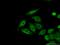 Copper homeostasis protein cutC homolog antibody, 15030-1-AP, Proteintech Group, Immunofluorescence image 