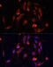 Mov10 RISC Complex RNA Helicase antibody, 19-231, ProSci, Immunofluorescence image 