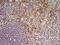 SCARA1 antibody, GTX42282, GeneTex, Immunohistochemistry frozen image 