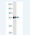 RAB4A antibody, H00005867-M02, Novus Biologicals, Western Blot image 