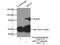 AC-III antibody, 19492-1-AP, Proteintech Group, Immunoprecipitation image 
