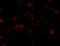 SLIT And NTRK Like Family Member 2 antibody, 4459, ProSci, Immunofluorescence image 