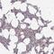 Biorientation Of Chromosomes In Cell Division 1 Like 1 antibody, NBP2-34069, Novus Biologicals, Immunohistochemistry frozen image 