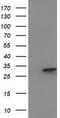 Eukaryotic Translation Initiation Factor 4E Family Member 2 antibody, TA502430, Origene, Western Blot image 