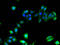 HLA-B protein antibody, A52237-100, Epigentek, Immunofluorescence image 