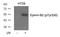 Ephrin B2 antibody, AP26037PU-N, Origene, Western Blot image 