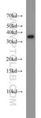 LIM and SH3 domain protein 1 antibody, 10515-1-AP, Proteintech Group, Western Blot image 