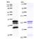 Valyl-TRNA Synthetase antibody, LS-C342362, Lifespan Biosciences, Western Blot image 