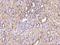 Doublecortin Domain Containing 2 antibody, 200714-T08, Sino Biological, Immunohistochemistry frozen image 