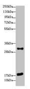 Epithelial membrane protein 3 antibody, orb23745, Biorbyt, Western Blot image 