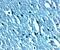 Transient Receptor Potential Cation Channel Subfamily C Member 3 antibody, PA5-72874, Invitrogen Antibodies, Immunohistochemistry frozen image 