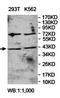 Actin Related Protein T3 antibody, orb78446, Biorbyt, Western Blot image 