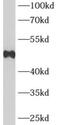 ADRB2 antibody, FNab00180, FineTest, Western Blot image 