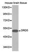 Dopamine Receptor D5 antibody, LS-C192758, Lifespan Biosciences, Western Blot image 