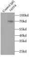 Long-chain fatty acid transport protein 4 antibody, FNab03023, FineTest, Immunoprecipitation image 