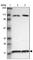 Ribosomal Protein L12 antibody, HPA003403, Atlas Antibodies, Western Blot image 