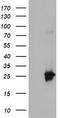 apM-1 antibody, TA503913S, Origene, Western Blot image 