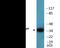 Jun Proto-Oncogene, AP-1 Transcription Factor Subunit antibody, EKC2446, Boster Biological Technology, Western Blot image 