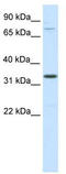 Protein Duxbl1 antibody, TA331435, Origene, Western Blot image 