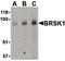 BR Serine/Threonine Kinase 1 antibody, orb86539, Biorbyt, Western Blot image 