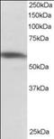 hnRNP I antibody, orb88764, Biorbyt, Western Blot image 