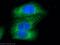 Ankyrin Repeat Domain 13A antibody, 23998-1-AP, Proteintech Group, Immunofluorescence image 
