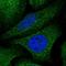 Ubiquitin Like 7 antibody, NBP1-88566, Novus Biologicals, Immunocytochemistry image 