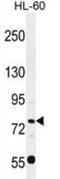 POU domain, class 2, transcription factor 1 antibody, AP53398PU-N, Origene, Western Blot image 