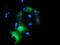 Pyrroline-5-Carboxylate Reductase 2 antibody, TA502144, Origene, Immunofluorescence image 
