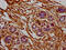 Ribosomal Protein L7a antibody, CSB-PA020303LA01HU, Cusabio, Immunohistochemistry frozen image 