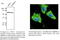 Protein Disulfide Isomerase Family A Member 3 antibody, AB0004-200, SICGEN, Western Blot image 