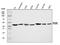 POU Class 5 Homeobox 1 antibody, A00174-3, Boster Biological Technology, Western Blot image 