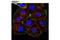 Late Endosomal/Lysosomal Adaptor, MAPK And MTOR Activator 4 antibody, 13140S, Cell Signaling Technology, Immunofluorescence image 