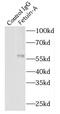 AHSG antibody, FNab03081, FineTest, Immunoprecipitation image 
