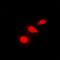 Dual specificity protein phosphatase 16 antibody, orb78296, Biorbyt, Immunofluorescence image 