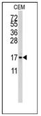 S100 Calcium Binding Protein A11 antibody, AP12457PU-N, Origene, Western Blot image 