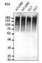 Ubiquitin A-52 Residue Ribosomal Protein Fusion Product 1 antibody, AB0144-200, Origene, Western Blot image 