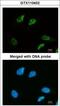Structural Maintenance Of Chromosomes 3 antibody, GTX110402, GeneTex, Immunofluorescence image 