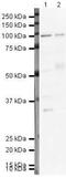 Splicing factor, proline- and glutamine-rich antibody, PA5-19663, Invitrogen Antibodies, Western Blot image 