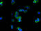 Reactive Oxygen Species Modulator 1 antibody, A60670-100, Epigentek, Immunofluorescence image 