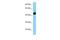 Enah/Vasp-Like antibody, PA5-69099, Invitrogen Antibodies, Western Blot image 