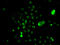 Negative Elongation Factor Complex Member E antibody, MBS9126596, MyBioSource, Immunofluorescence image 