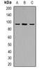 USP6 N-Terminal Like antibody, orb382490, Biorbyt, Western Blot image 