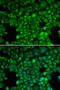 Lysozyme Like 6 antibody, 13-769, ProSci, Immunofluorescence image 