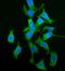 Homogentisate 1,2-Dioxygenase antibody, A01909-1, Boster Biological Technology, Immunofluorescence image 