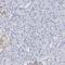 LAT2 antibody, HPA003462, Atlas Antibodies, Immunohistochemistry frozen image 