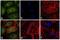 Rat IgG Isotype Control antibody, A18922, Invitrogen Antibodies, Immunofluorescence image 