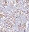 Mitochondrial Ribosome Recycling Factor antibody, FNab05366, FineTest, Immunohistochemistry frozen image 